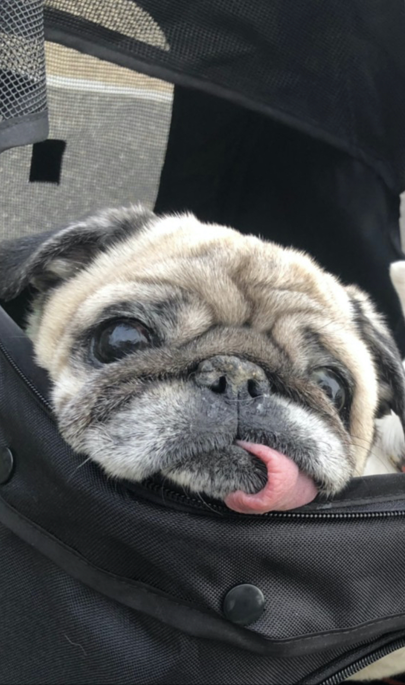 バギーに乗って喜ぶパグ