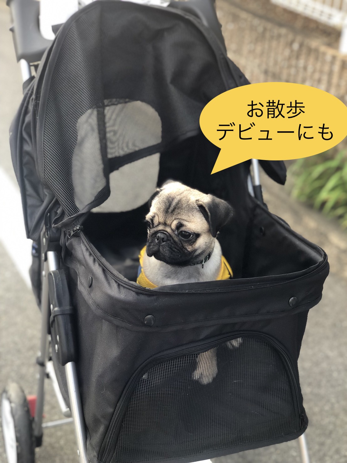 赤ちゃんパグを乗せた写真