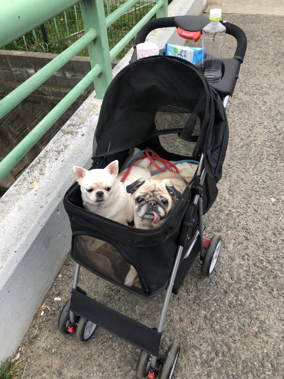 犬用バギーの写真